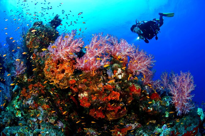 Scuba Diving or Snorkeling With Lunch and Beverages From Hurghada - Good To Know