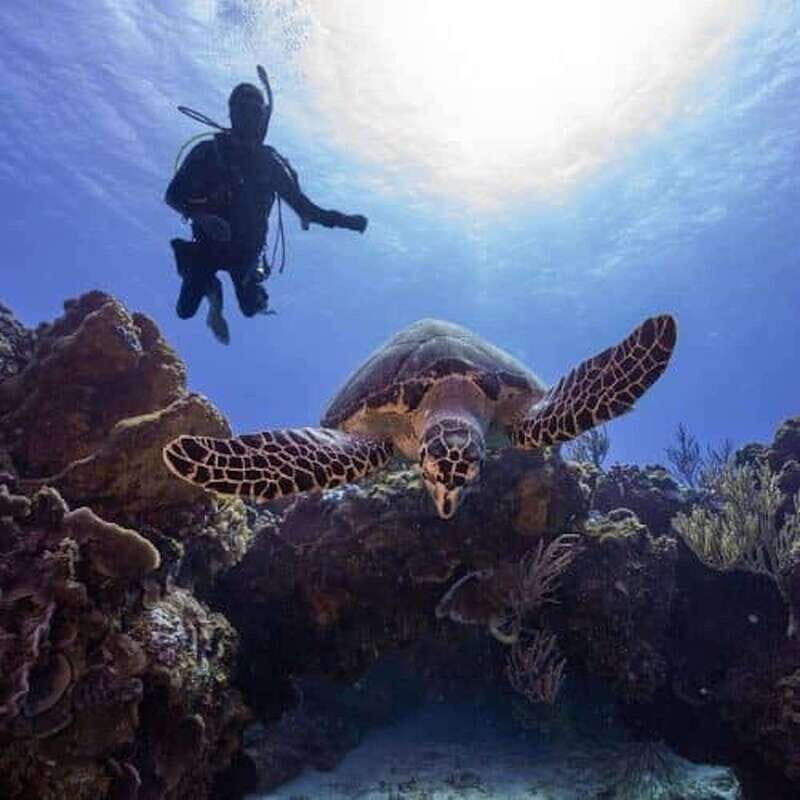 Scuba Diving Playa del Carmen: PADI Open Water Certification - Good To Know