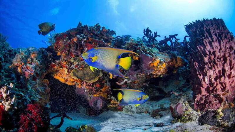 Scuba Diving Playa del Carmen: PADI Open Water Certification - Additional Insights from Reviews