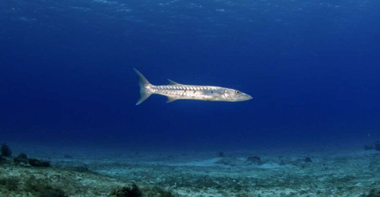 Scuba Diving Refresher in Cozumel - Booking Details