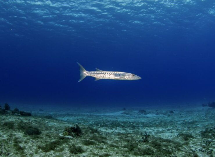 Scuba Diving Refresher in Cozumel - Activity Information