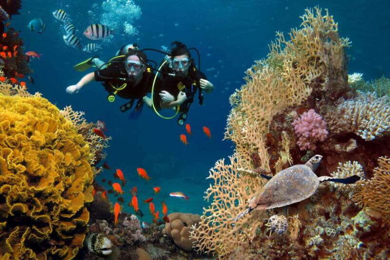 Scuba Diving Refresher(3 Dives) - Good To Know