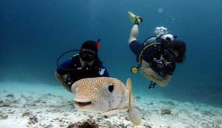 Scuba Diving Refresher(3 Dives) - Skill Refreshment and Focus Areas