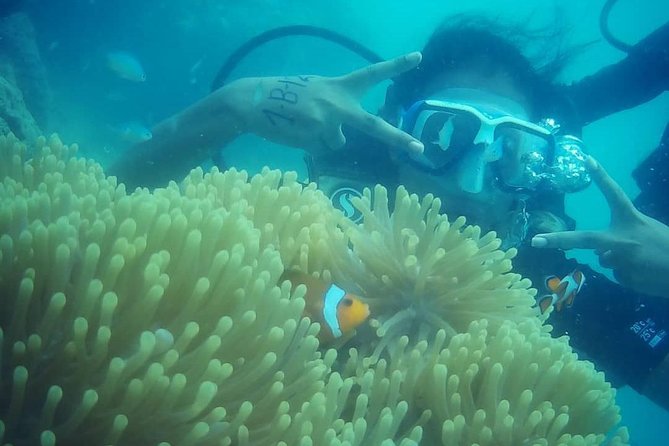 Scuba Diving (shore Dive) at Havelock Islands - Underwater Photos and Guide