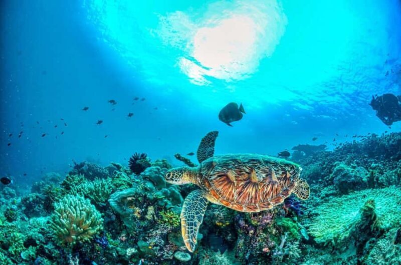 Scuba diving/snorkeling in Nusa Penida with manta rays - The Experience: What Really Sets It Apart