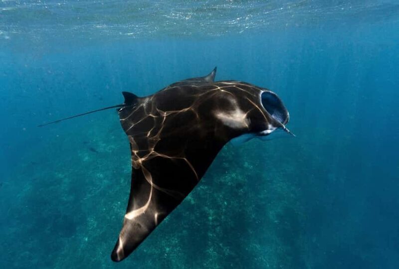 Scuba diving/snorkeling in Nusa Penida with manta rays - Practical Tips for Your Tour