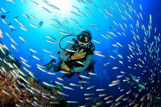 Scuba Diving & Snorkeling on Catalina Island 2 Tanks, 2 Spots - Tour Overview