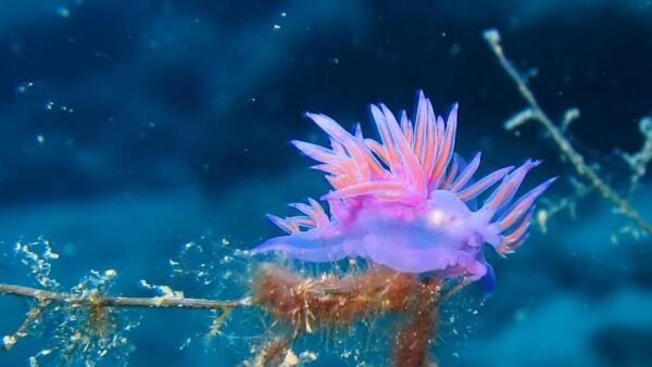 Scuba Diving Tour With Transfer From Alanya and City of Side - Booking Information