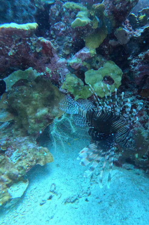 Scuba Diving Trip by Boat to the Beloved Spots Near Phuket - Itinerary Details