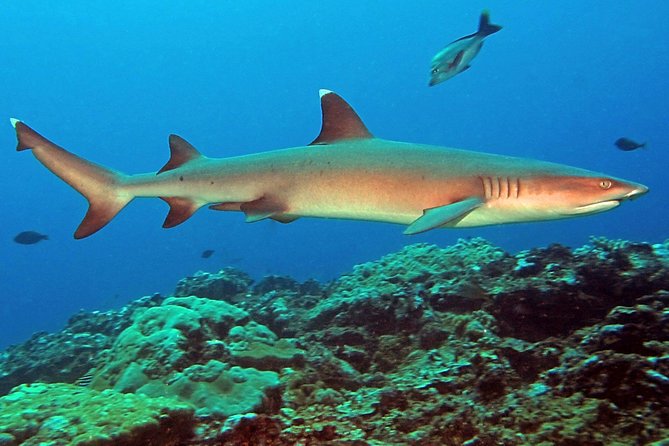 Scuba Diving Trips for Certified Divers - Trip Details