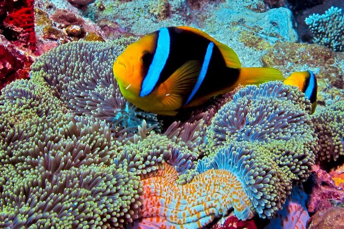 Scuba Diving Trips for Certified Divers - What to Expect