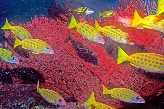 Scuba Diving Trips for Certified Divers - Cancellation Policy