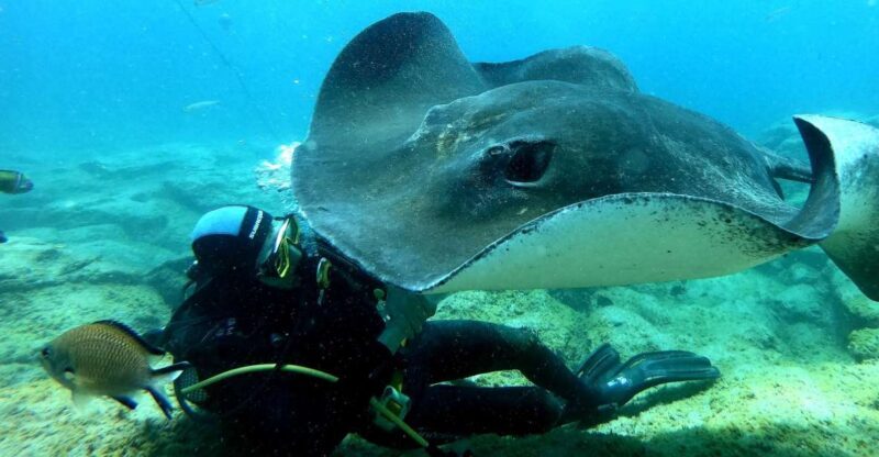 Scuba Diving trips for Certified Divers in Tenerife - Introducing the Tenerife Diving Experience