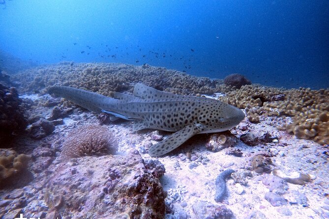 Scuba Diving Trips to Dimaniyat Islands - Inclusions and Meeting Point