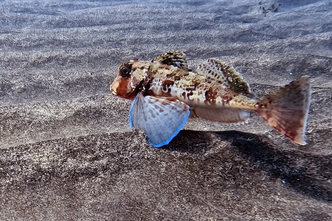 Scuba Diving Try Dive in Fuerteventura - Date and Travelers