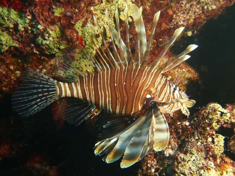 Scuba Diving - Tunnels & Caves - Cape Greco - private guided - Equipment, Transportation, and Convenience