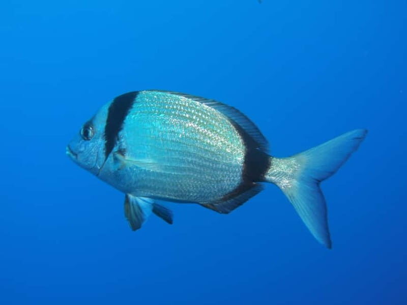 Scuba Diving - Tunnels & Caves - Cape Greco - private guided - FAQ