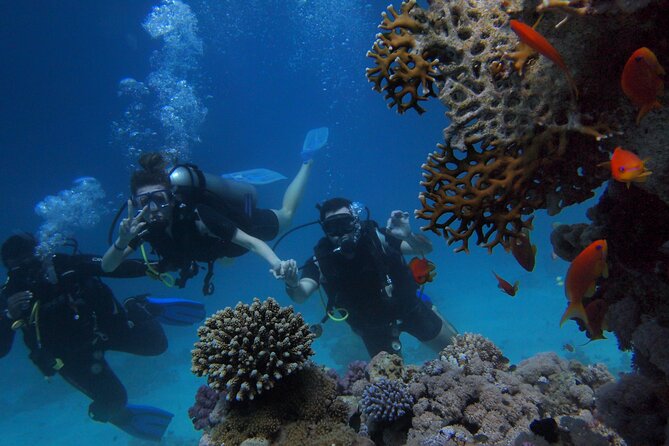 Scuba Diving Underwater - Dive Techniques for Beginners