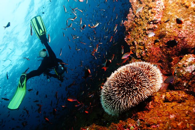 Scuba Diving Underwater - Exploring Marine Life Underwater