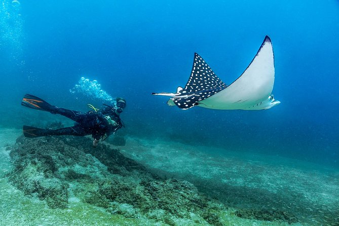 Scuba Diving With a 5-Star PADI Center in Puerto Vallarta - Overview of Scuba Diving Experience