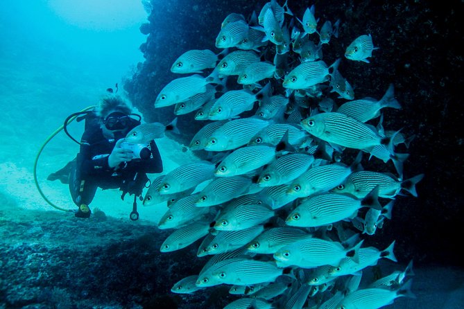 Scuba Diving With a 5-Star PADI Center in Puerto Vallarta - Meeting and Pickup Information