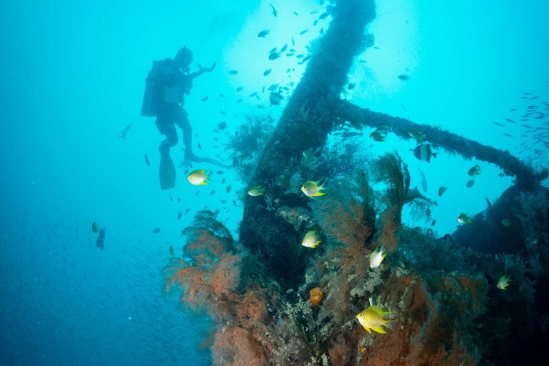 Scuba Diving with Wicked Squid Divers - The return, timing, and what can change