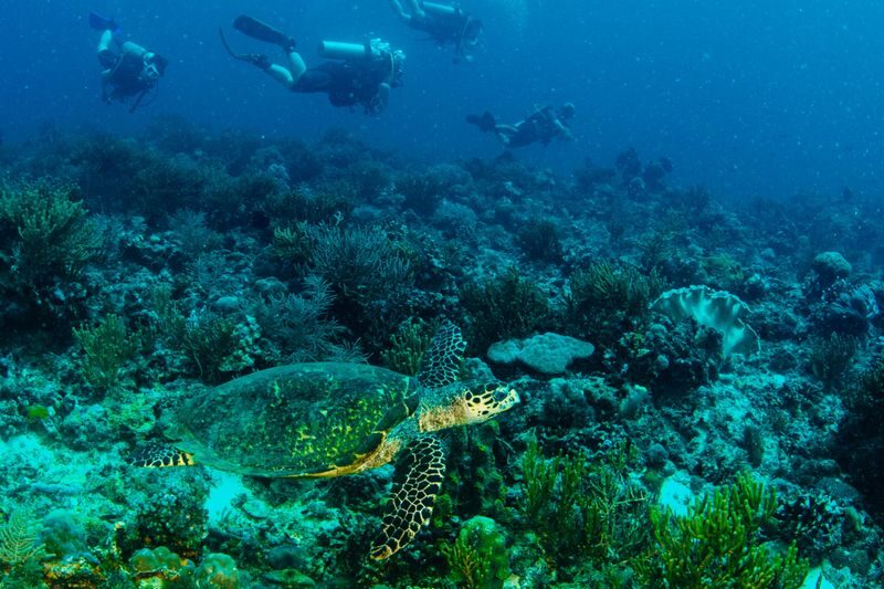Scuba Diving with Wicked Squid Divers - Who should book, and who should pause