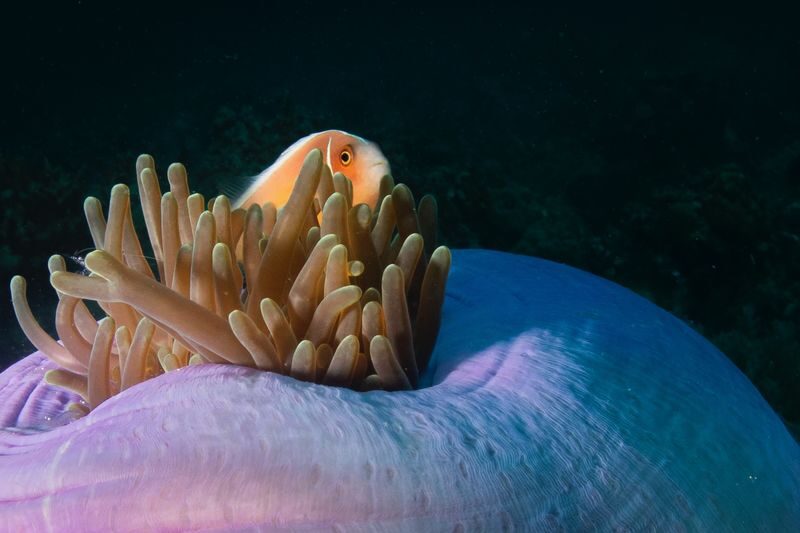 Scuba Diving with Wicked Squid Divers - Should you book Wicked Squid?