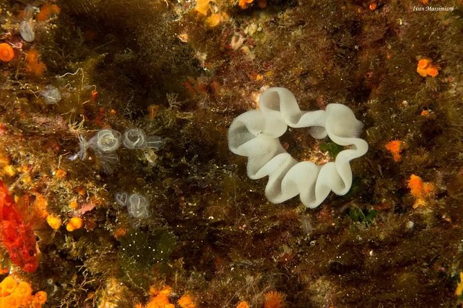 Scuba Experience - Common Questions