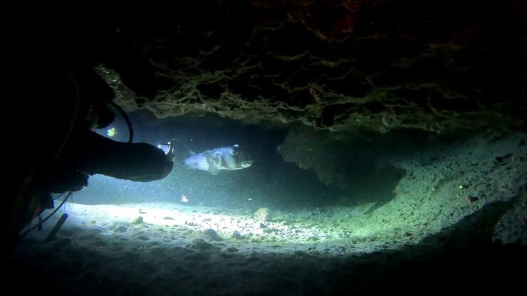 Scuba Night Dive for Certified Divers in Tenerife - Pricing and Duration