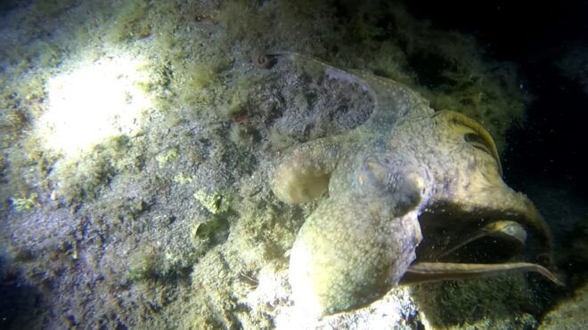 Scuba Night Dive for Certified Divers in Tenerife - Group Size and Languages