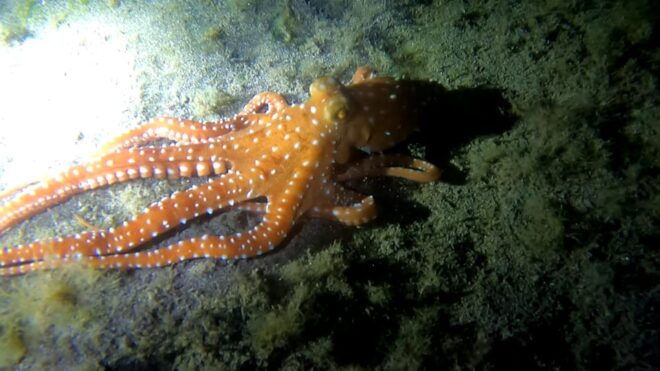 Scuba Night Dive for Certified Divers in Tenerife - Highlights of the Experience
