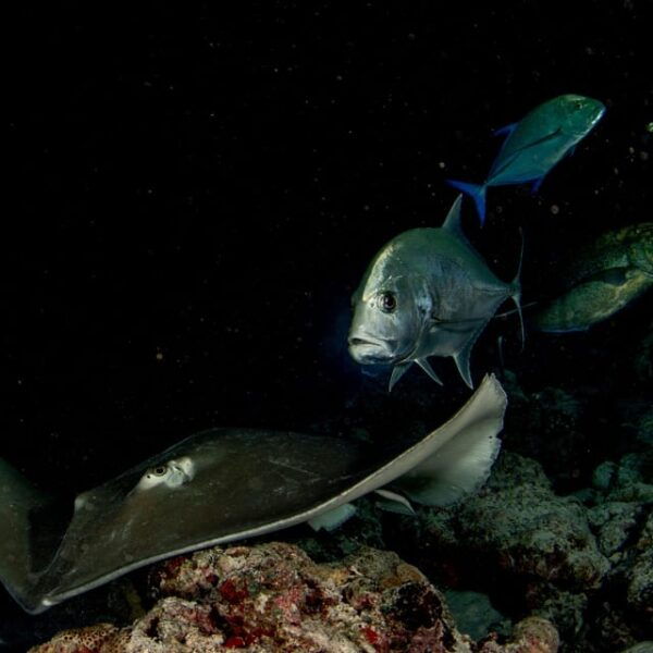 Scuba Night Dive for Certified Divers in Tenerife - Cancellation and Refund Policy