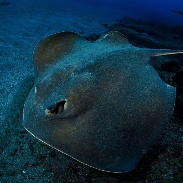 Scuba Night Dive for Certified Divers in Tenerife - Booking and Availability Information