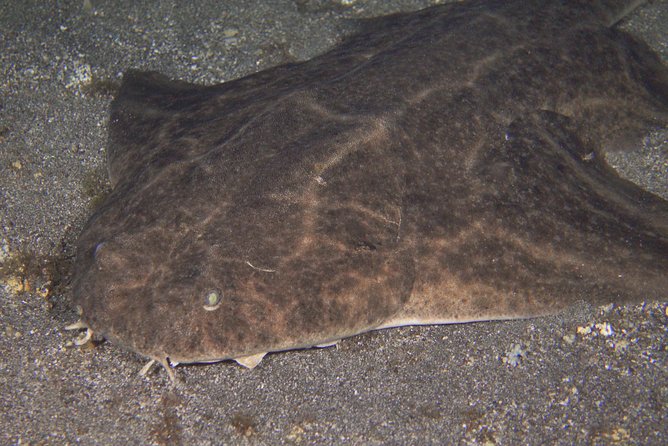 Scuba Night Dive on Tenerife With SCUBANANA - Essential Gear for a Night Dive