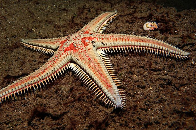 Scuba Night Dive on Tenerife With SCUBANANA - Cancellation Policy and Traveler Photos