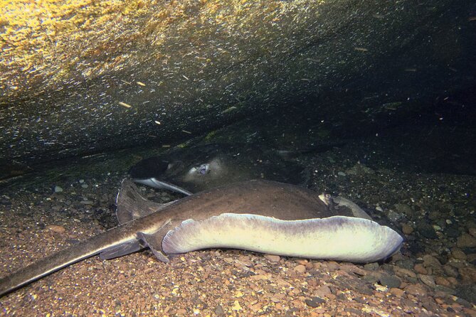 Scuba Night Dive on Tenerife With SCUBANANA - Common Questions