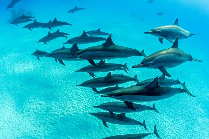 Scuba Reef Dive in Waikiki with One Tank - Who Should Book This Tour?