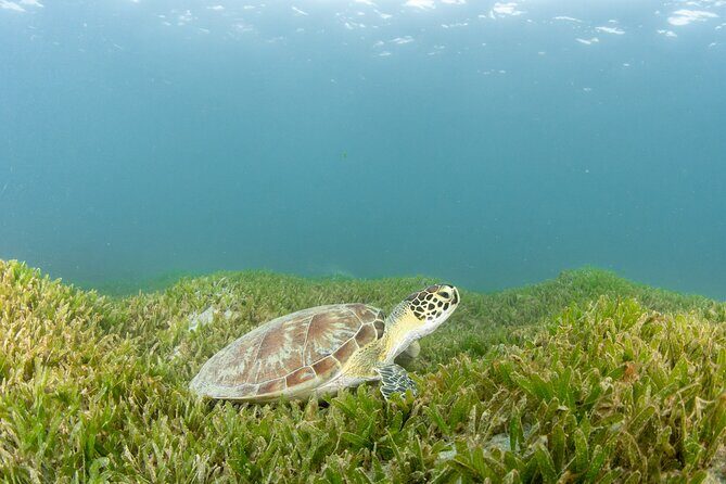Scuba Tour for Certified Divers in San Juan - Final Thoughts