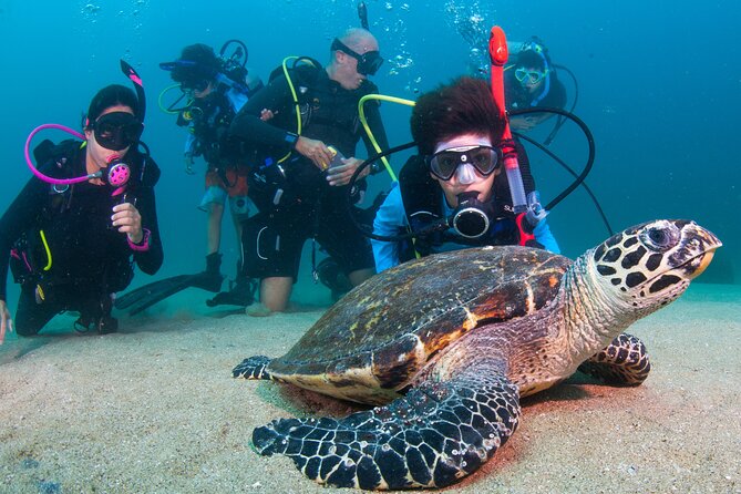 Scuba With Marine Life in Playa Del Amor, a Hidden Beach  - Puerto Vallarta - Tour Overview