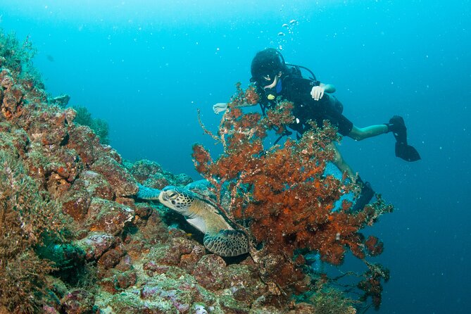 Scuba With Marine Life in Playa Del Amor, a Hidden Beach  - Puerto Vallarta - Inclusions