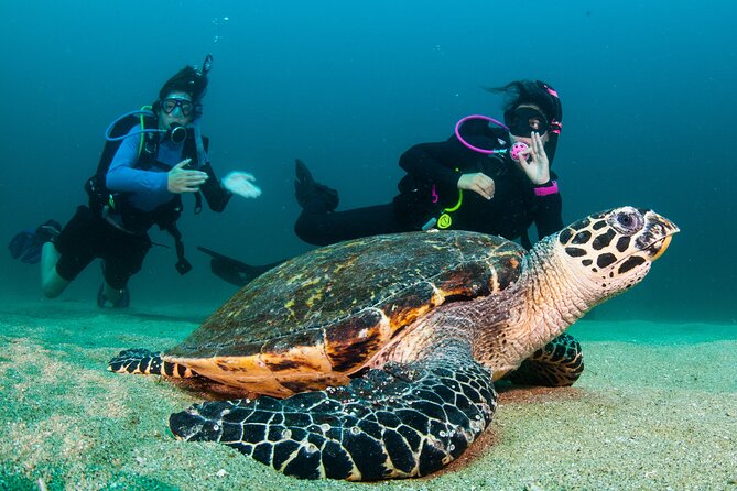 Scuba With Marine Life in Playa Del Amor, a Hidden Beach  - Puerto Vallarta - Directions