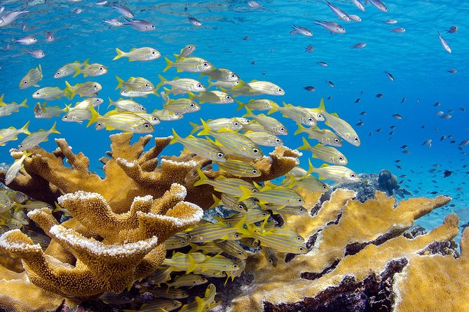 Scubadoo - Explore the Ocean in Punta Cana - Traveler Photos and Reviews