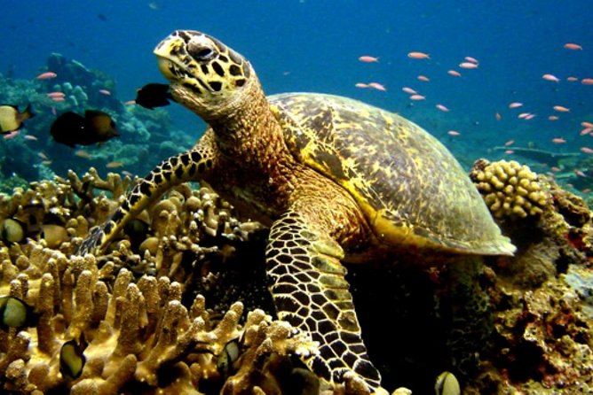 Scubadoo - Explore the Ocean in Punta Cana - The Sum Up