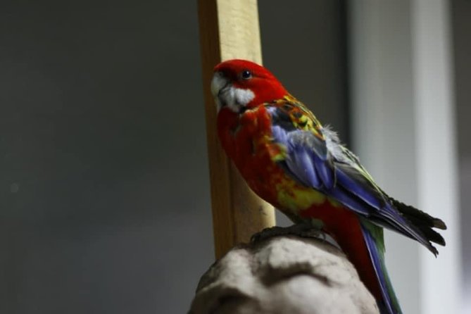 Sculpt to Florentine Pet - Accessibility Details