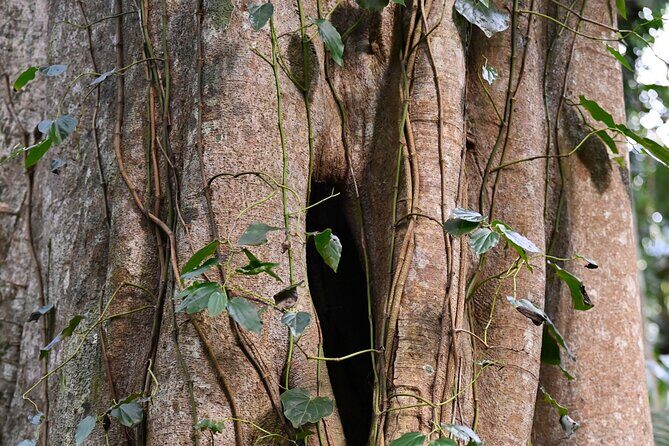 Sea Acres National Park: Aboriginal cultural tour - FAQ
