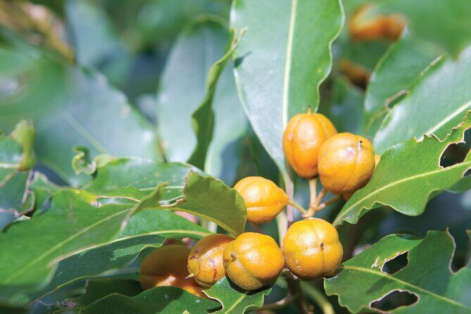 Sea Acres National Park: Sea Acres Aboriginal Coastal Tour - A Deep Dive into the Experience