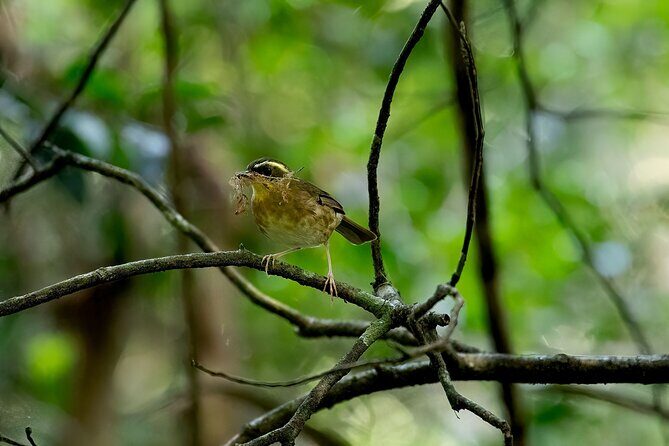 Sea Acres National Park: Sea Acres Aboriginal Coastal Tour - Who Will Love This Experience?