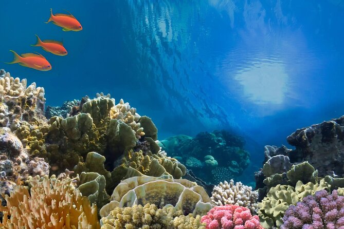 Sea Adventure To Ras Mohamed With 1 Diving Stop - Sharm El Sheikh - Sea Adventure Highlights