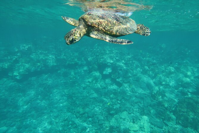 Sea Cave Snorkel Adventure on Navy Speed Boat! in Kona - Snorkeling Equipment and Safety